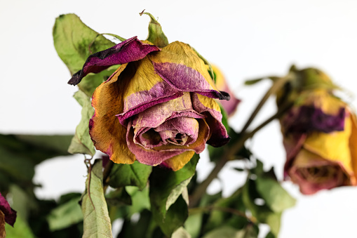 A few drying rose flowers, this is a bouquet that creates a still life image.