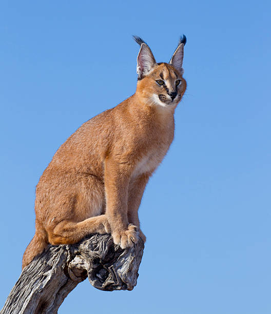 istock Caracal, South Africa 159248710