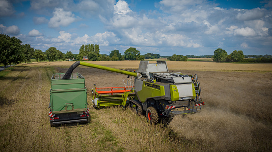 Combine harvester works during rapeseed harvest and loads tractor with rapeseed grains. View of combine harvester unloading grain in cargo trailer working during harvesting season on ripe field.