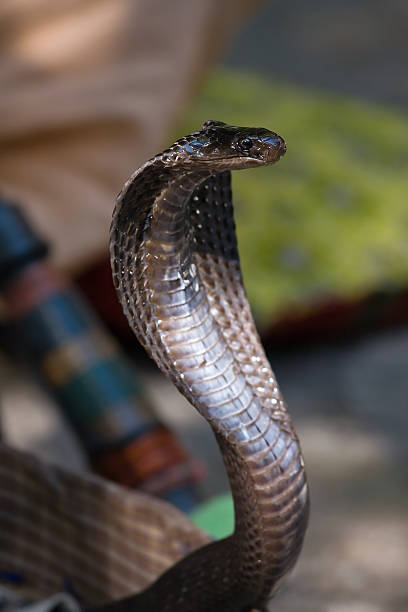 Cobra King cobra snake in northern India ophiophagus hannah stock pictures, royalty-free photos & images