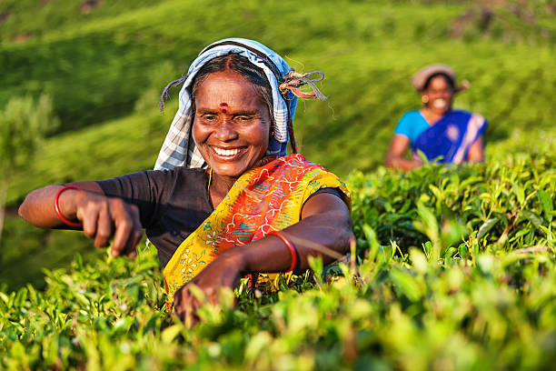 tamil selettori pizzicare le corde di foglie di tè con piantagione, india meridionale - tea crop picking agriculture women foto e immagini stock