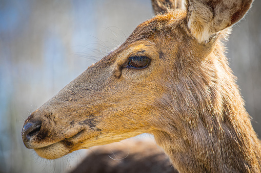 Close Up Adult Female Deer Portrait Looking to the Side in the Wilderness