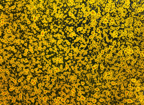 All-over photograph of a highly detailed texture depicting a surface covered by a multitude of golden patterns of oblong shapes, ellipses and random circles looking like bacterial biological cells.
