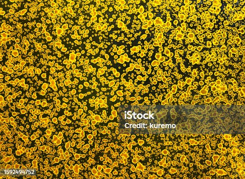 istock Highly detailed texture depicting a surface with golden patterns looking like bacterial biological cells. 1592494752