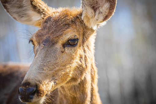 Close Up Beautiful Adult Female Deer Portrait Looking to the Side in the Wilderness