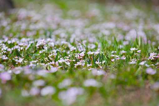 Beautiful Small Spring Flowers Growing in a Meadow Landscape Background or Copy Space