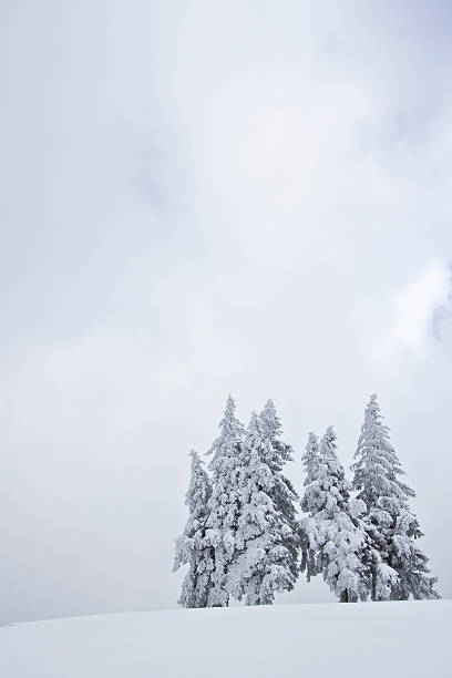 vertical size uncluttered image middle range mountain summit, north east of France, Vosges
