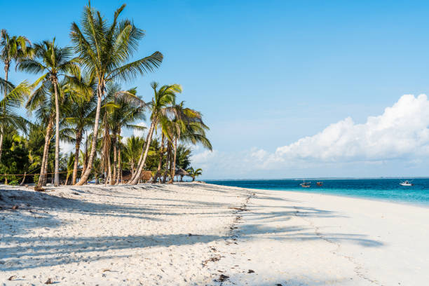 istock beautiful seascape with palms on a beach 1592511508