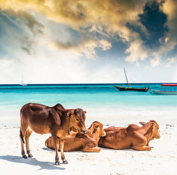 Three cows lying and sunbathing near the ocean shore, bright daylight, yacht on background