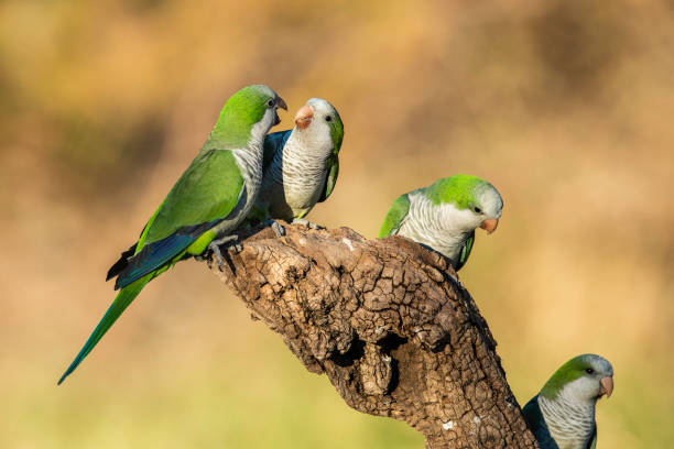 Parakeet perched on a branch of Calden , La Pampa, Patagonia, Argentina Parakeet perched on a branch of Calden , La Pampa, Patagonia, Argentina monk parakeet stock pictures, royalty-free photos & images