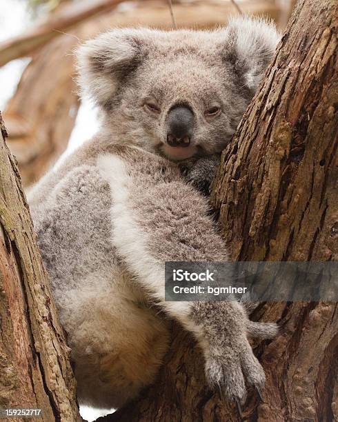 休息コアラ - オーストラリアのストックフォトや画像を多数ご用意 - オーストラリア, クマ, コアラ