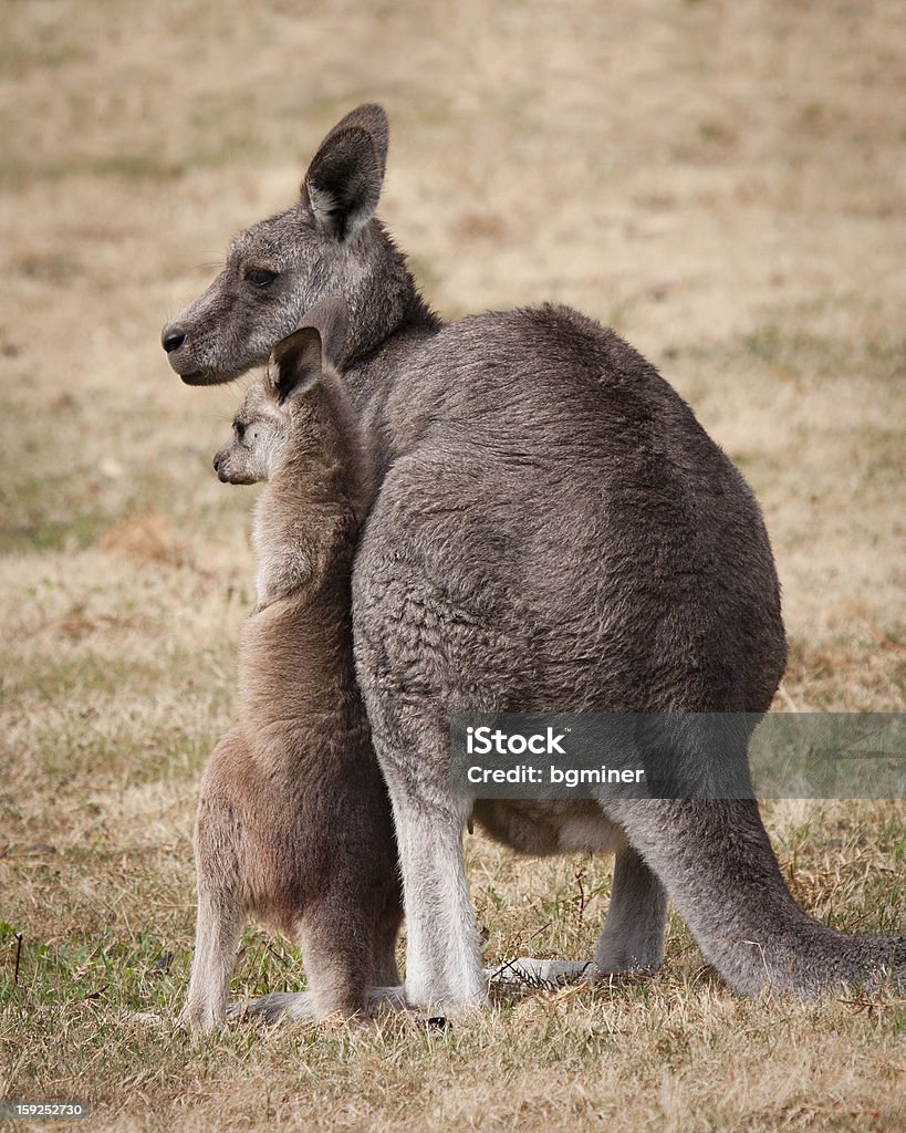 Mamma e figlio a marsupio - Foto stock royalty-free di Abbracciare una persona