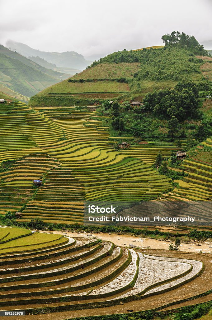 Rice terraced field after harvesting Agricultural Field Stock Photo