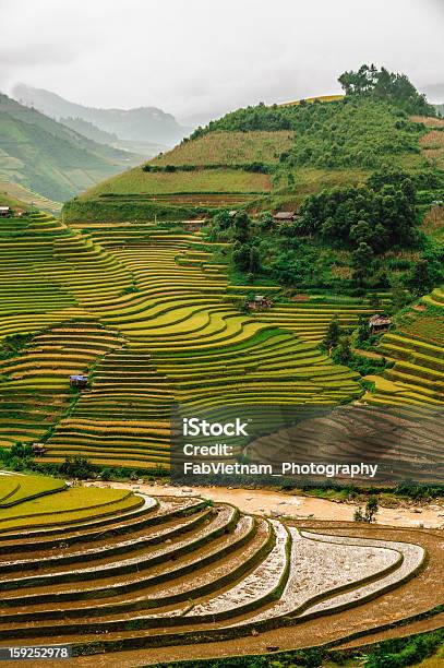 Rice Terraced Field After Harvesting Stock Photo - Download Image Now - Agricultural Field, Agricultural Machinery, Agriculture