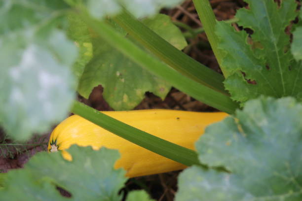 Fruits, leaves, zucchini bushes in a garden patch in July in Poland. Zucchini grows in a natural garden without spraying plant protection products