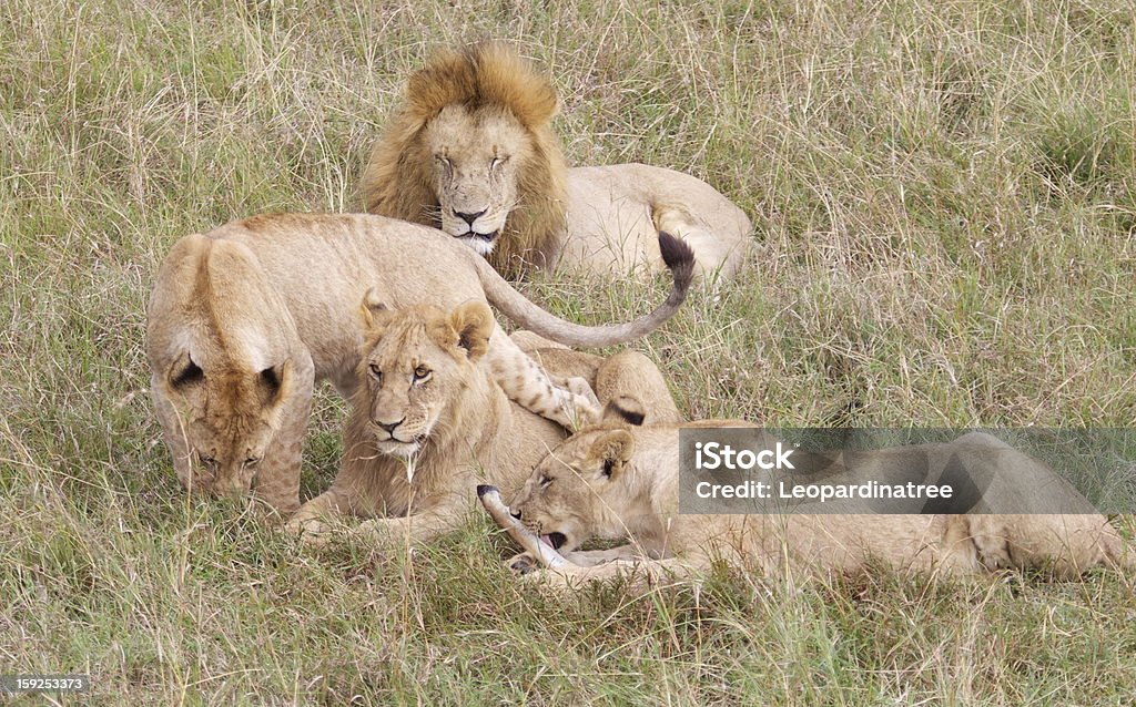 Lions - Foto de stock de Alimentar libre de derechos