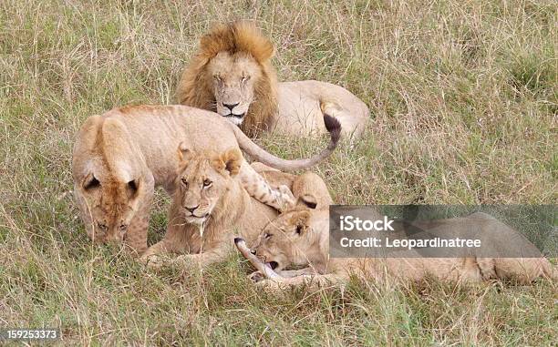 Lions Foto de stock y más banco de imágenes de Alimentar - Alimentar, Animales cazando, Animales de Safari