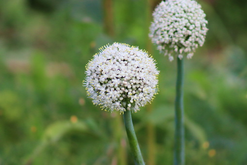 Onion flower, after pollination, seeds will be produced, ready for sowing