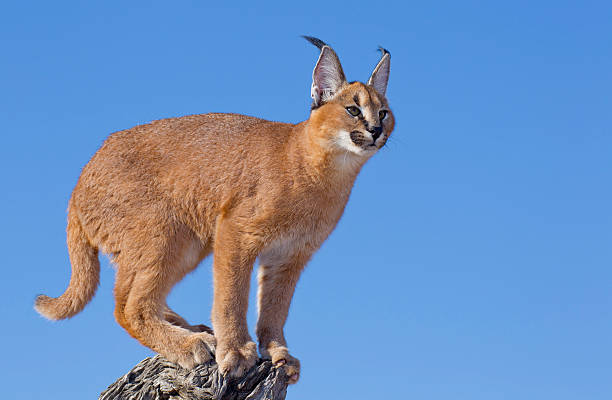 istock Caracal on dead log, South Africa 159253800