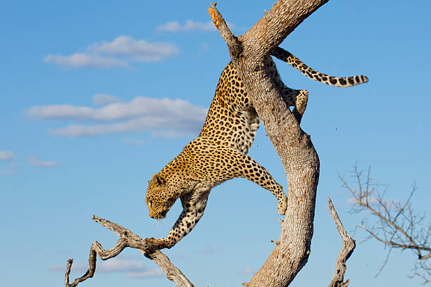 istock Leopard climbing, South Africa 159254953
