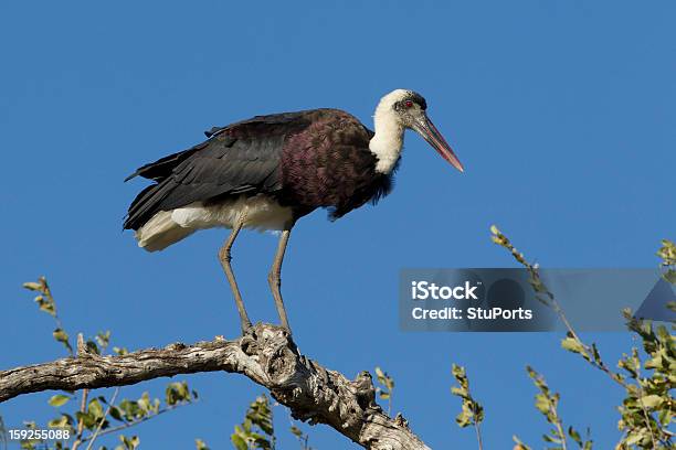 Maglina Colletto Cicogna Arroccato Sud Africa - Fotografie stock e altre immagini di Animale da safari - Animale da safari, Appollaiarsi, Cicogna