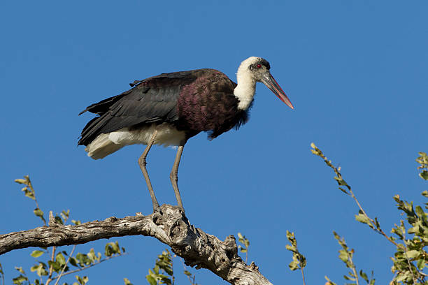 istock Wooly Necked Stork perched, South Africa 159255088