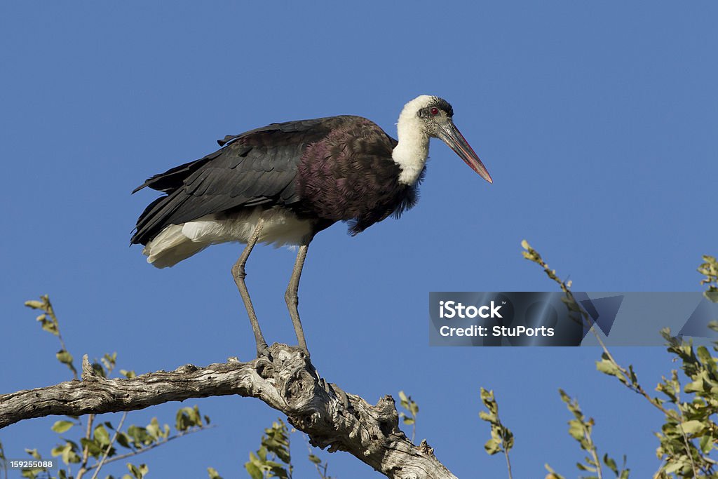 Wooly Necked Stork leżącej, Republika Południowej Afryki - Zbiór zdjęć royalty-free (Bez ludzi)