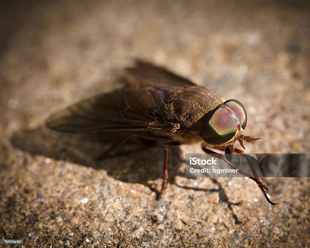 Voe limpeza pernas - Foto de stock de Artrópode royalty-free