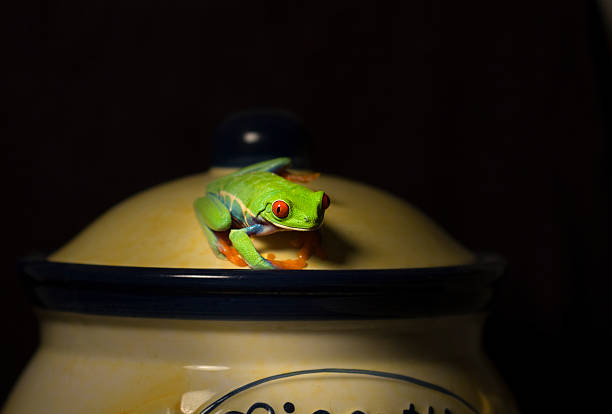 istock Red-eyed tree frog on Biscotti jar 159257377