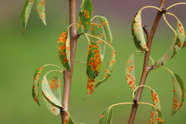 istock Pear rust on the leaves is a fungal disease 1592576634