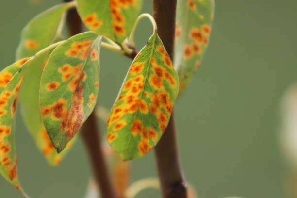 istock Pear rust on the leaves is a fungal disease 1592577706
