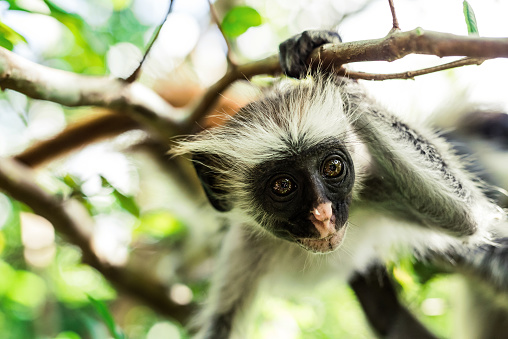 curious colobus monkey hanging on a tree in monkey forest, Zanzibar