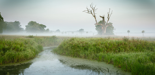 Fog, pond, meadows