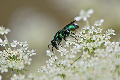 Cuckoo wasp (aka emerald wasp) on Queen Anne's lace (aka wild carrot) in summer, Connecticut. A small, brilliantly colored, parasitic wasp that lays its eggs in the nests of other insects. So named because cuckoos (i.e., birds) are brood parasites as well.
