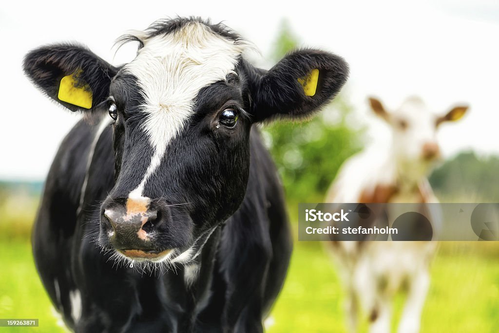 Calfportrait Young curious calfs on background of green grass Calf Stock Photo