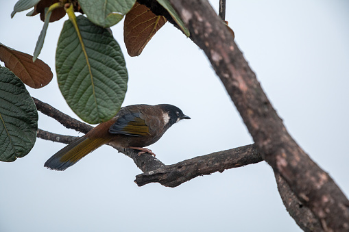 Pretty bird sitting in a tree on Mt Fansipan in Vietnam, surrounded by green leaves