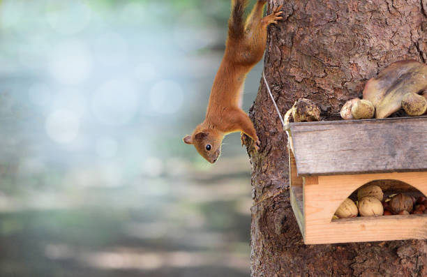 istock The squirrel goes down to the feeder 1592656611