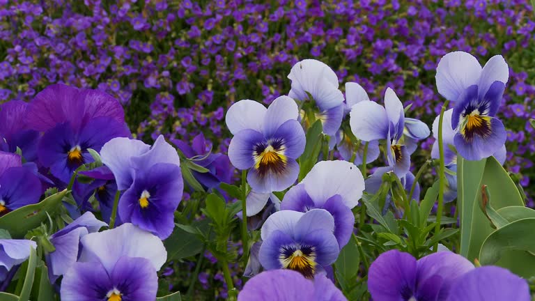 HD DOLLY: Beautiful Wild Pansies