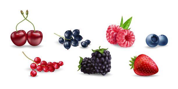 ilustrações de stock, clip art, desenhos animados e ícones de juicy vector berries raspberry, blueberry, cherry, currant, blackberry, strawberry on white background. fresh, realistic, and organic fruit illustrations. ideal for food, health, and nature designs. - blackberry currant strawberry antioxidant