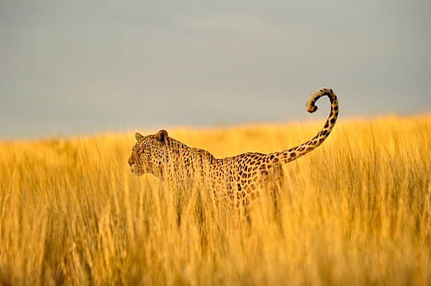 leopardo da caccia in alto kalahari erba - kalahari gemsbok national park foto e immagini stock