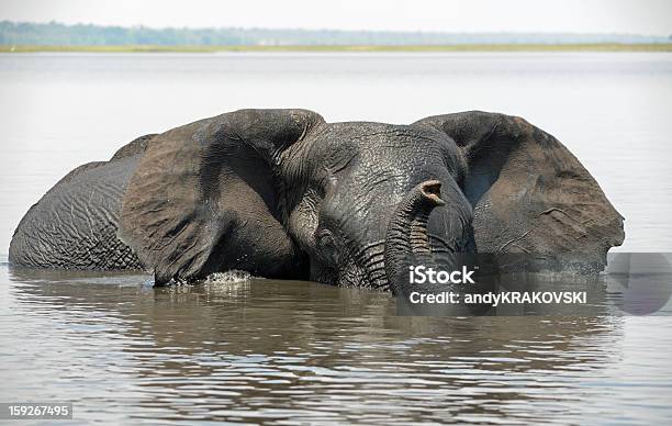 Elefante Godendo Un Bagno Africa - Fotografie stock e altre immagini di Africa - Africa, Africa meridionale, Ambientazione esterna