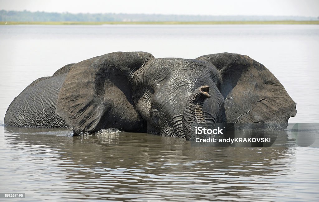 Elefante a desfrutar de um banho, África - Royalty-free Animal Foto de stock