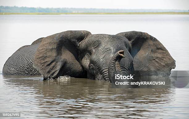Elefante A Desfrutar De Um Banho África - Fotografias de stock e mais imagens de Animal - Animal, Animal de Safari, Animal selvagem