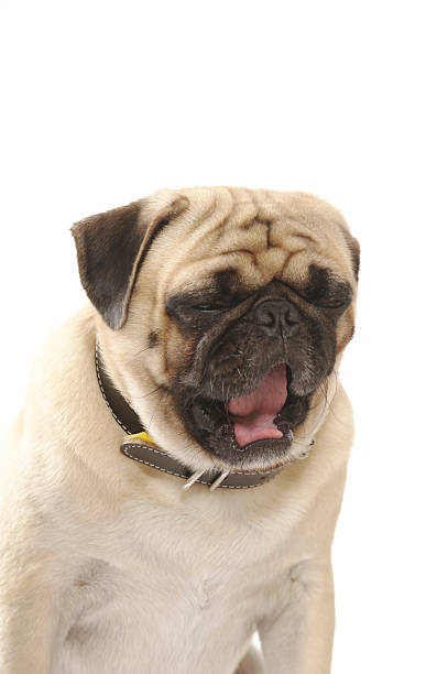 istock Pug dogs yawned sleepy, 159267679