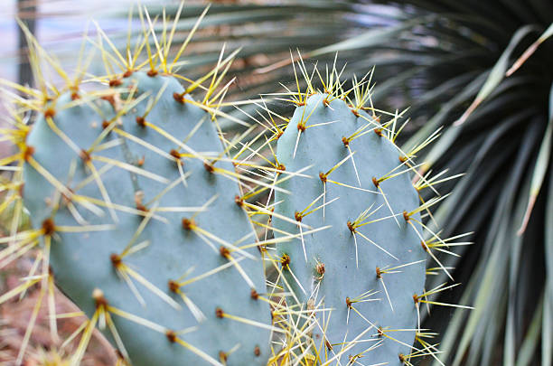 cactus picos (opuntia robusta) - cactus spine fotografías e imágenes de stock