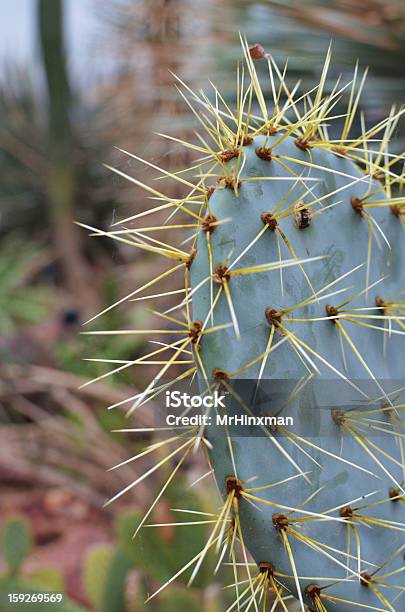 Cactus Spikes Stockfoto und mehr Bilder von Arizona - Arizona, Ausgedörrt, Dornig