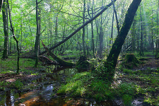 istock Misty deciduous stand in morning 159269671