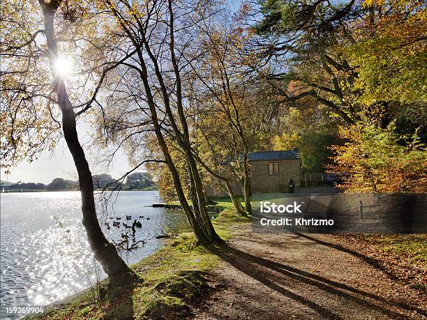 Trees At Talkin Tarn On An Autumn Day Stock Photo - Download Image Now - Lake, Autumn, Branch - Plant Part