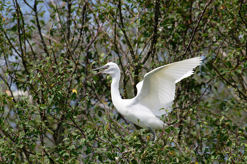 Young little egret