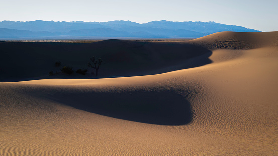 Death Valley Desertscape of Mesquite Flat Sand Dunes in Stovepipe Wells, California, USA. Undulating curvatures of bright hills and shadows of the dip with desert plants and Joshua tree in silhouette.